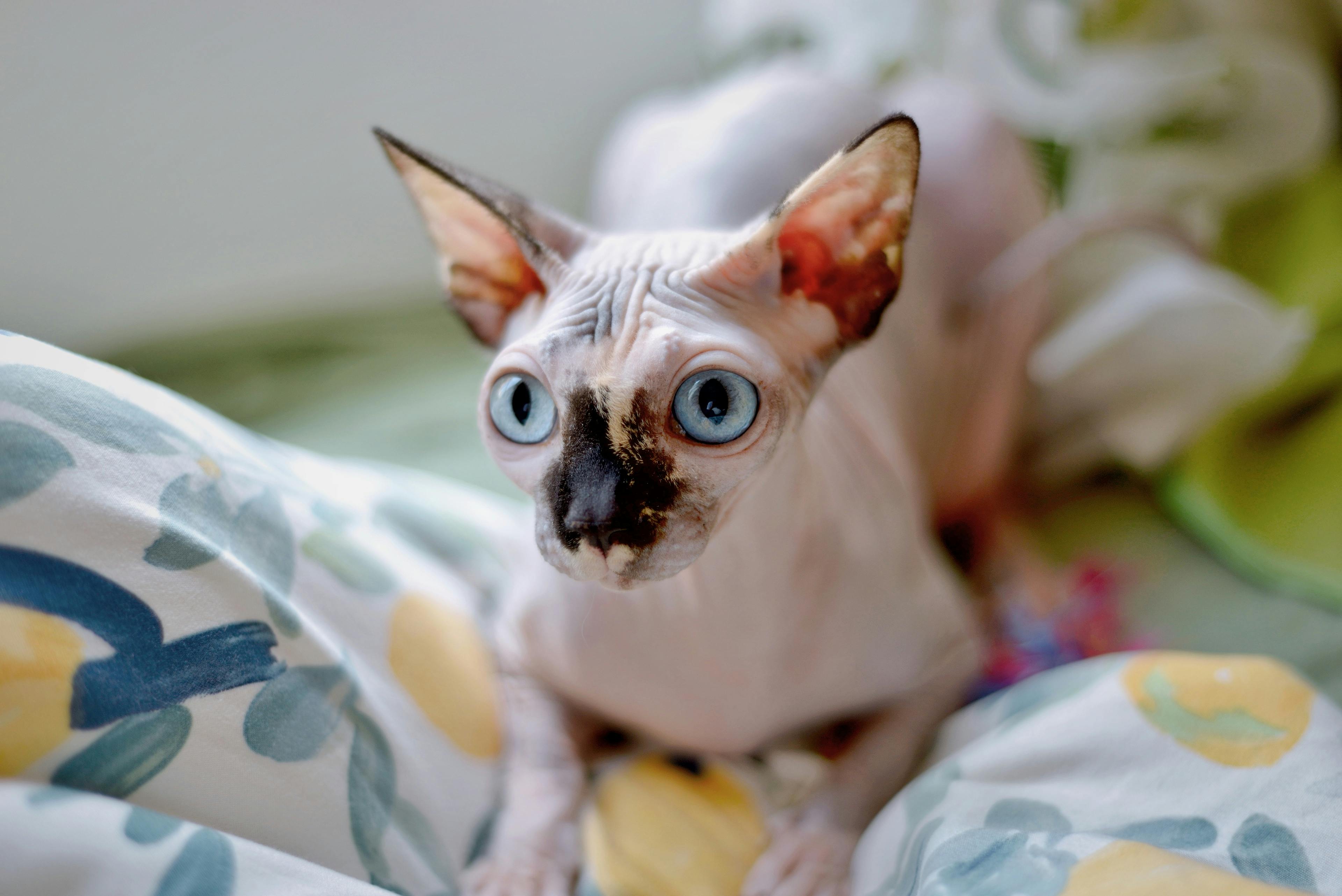 Isabella T., Washington